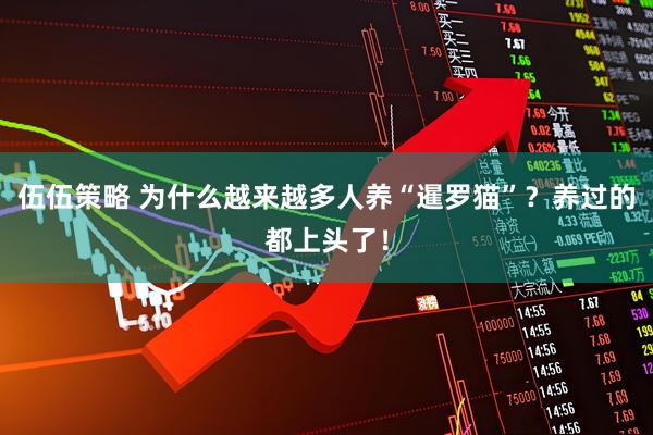 伍伍策略 为什么越来越多人养“暹罗猫”？养过的都上头了！